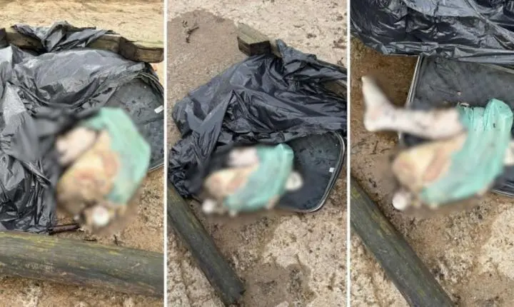 Mala com duas pernas é trazida pela maré até marina de São Vicente; VÍDEO