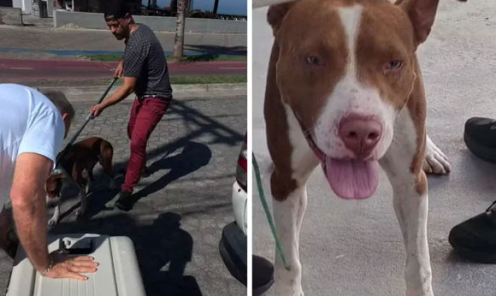 Menino de 7 anos é atacado por cão em praça e leva pontos no joelho no litoral de SP