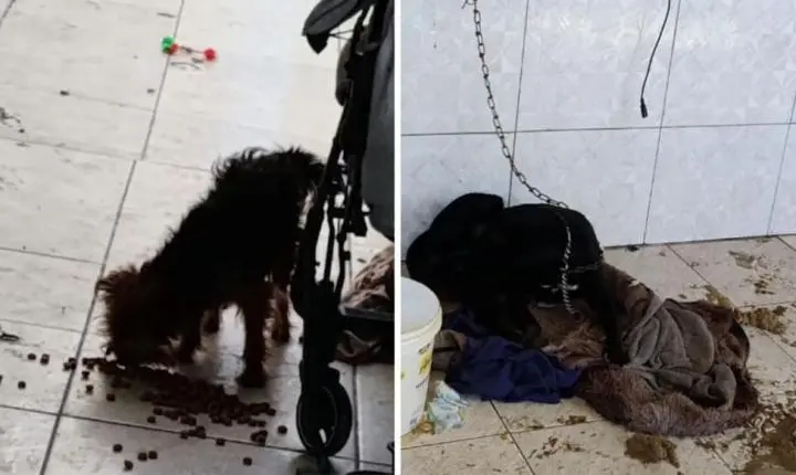 Mulher é presa por maus-tratos a animais em Guarujá