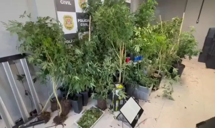 Plantação com 125 pés de 