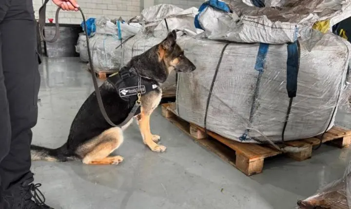 Receita Federal intercepta mais de 400 kg de cocaína em duas apreensões no Porto de Santos
