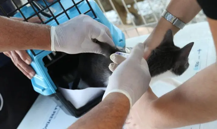 Rio de Janeiro confirma caso de raiva canina após contato com morcego