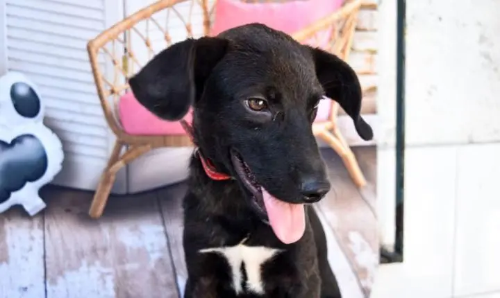 São Vicente resgata mais de 200 animais abandonados das ruas neste ano