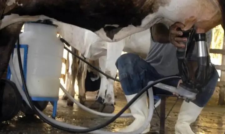 Mesmo com menos vacas, produção de leite bate recorde histórico no país